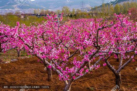 南部桃花